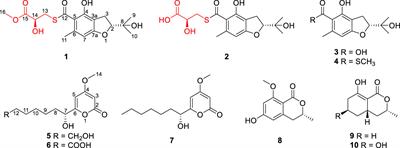 Sulfur-containing benzofurans and α-pyrones from the mangrove-derived fungus Talaromyces sp. WHUF0341